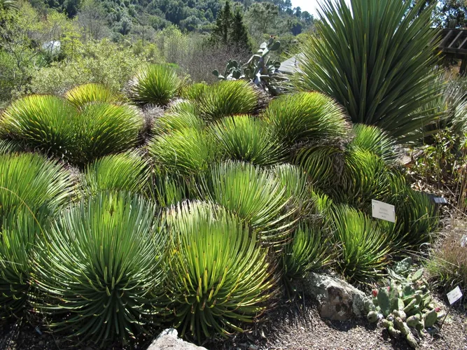 Agave Plant Live Agave Stricta 'Hedgehog Agave' – 9 Agave Americana