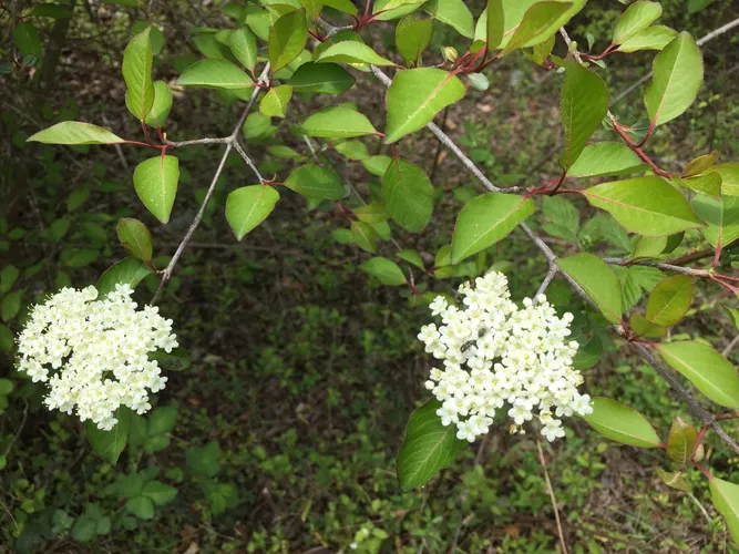 pictures of rhododendron plants Pacific Rhododendron (Rhododendron macrophyllum) – Sparrowhawk Native Plants