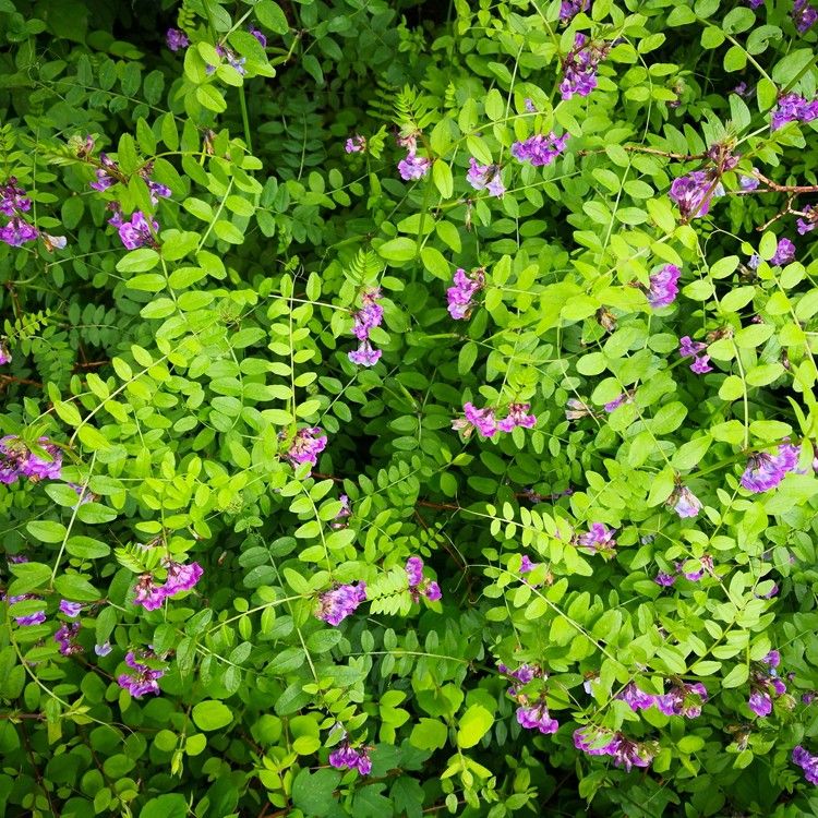 How Much Sunlight Does American Vetch Need?
