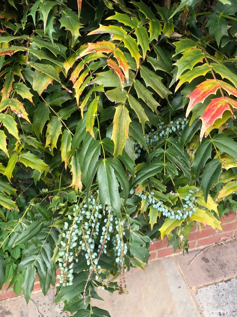 提升您的戶外空間：在景觀設計中使用台灣十大功勞