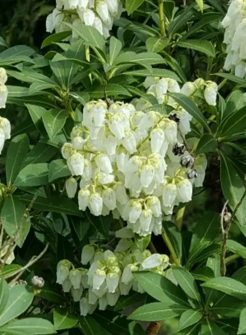 Fetterbushes 'White Pearl'