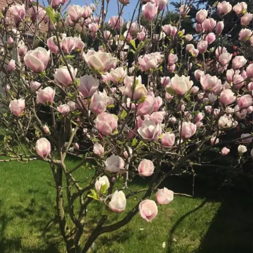 Magnolias 'Lilliputian'