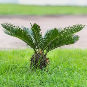 Wie man Japanischer Palmfarn anbaut und pflegt