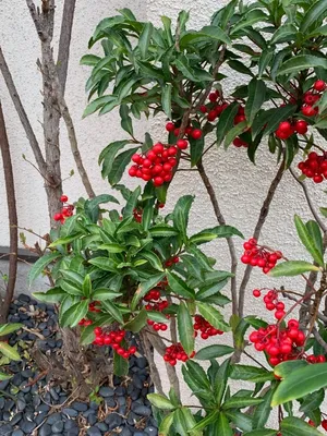 Christmas berry 'Queen Star' (Ardisia crenata 'Queen Star') - PictureThis