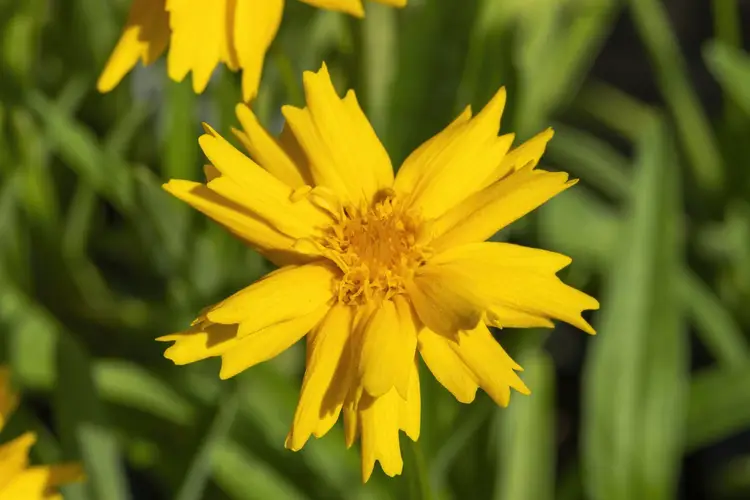 Large-flowered tickseed 'Sun Up'