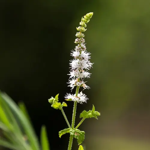 How to Plant and Grow Black cohosh(Actaea racemosa)