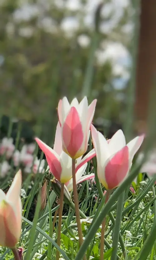 Tulipa Clusiana 'Lady Jane'