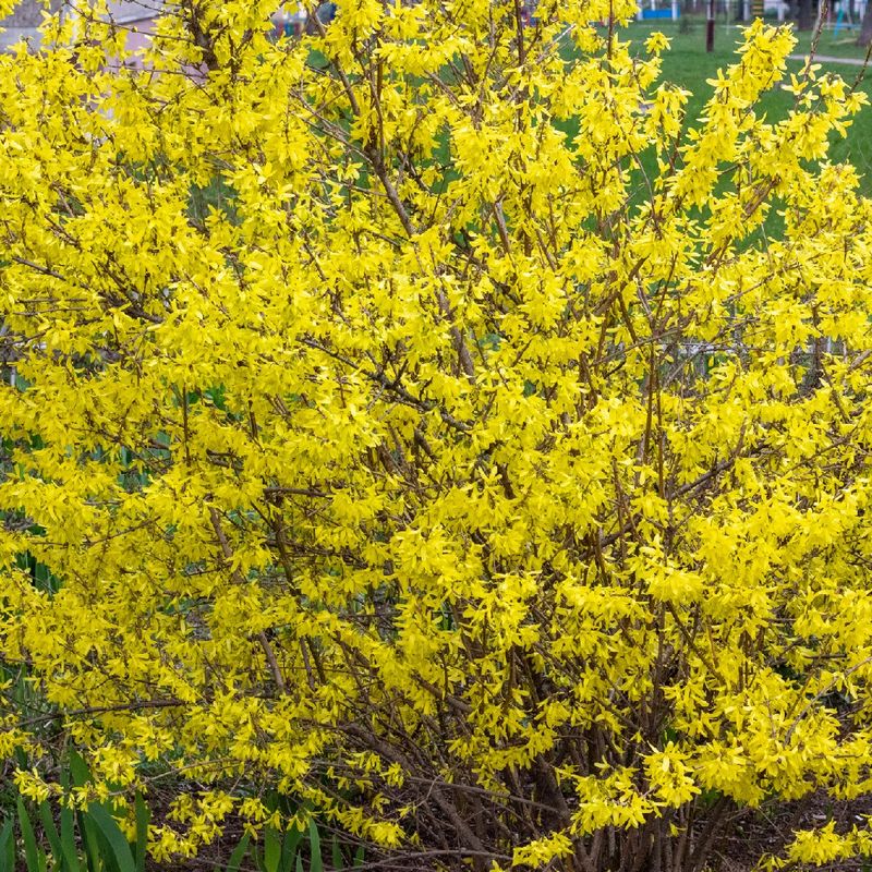 How to Solve Common Problems in Greenstem forsythia?