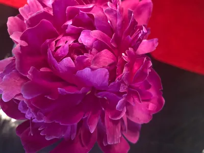 シャクヤク（芍薬） 'Kansas' (Paeonia lactiflora 'Kansas