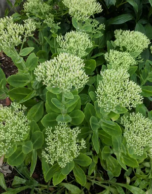 オオベンケイソウ（大弁慶草） 'Stardust'の育て方・栽培方法