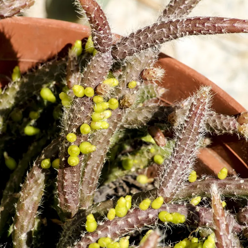 Cules son los problemas comunes de Cactus colgante?