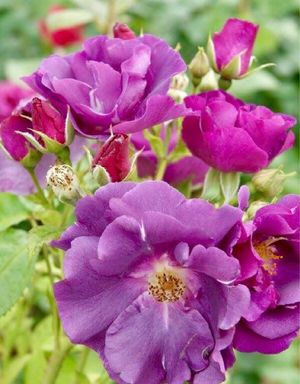 How to Grow and Care for Roses 'Rhapsody in Blue'