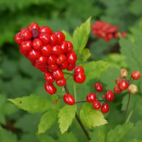 Actée rouge (Actaea rubra) - PictureThis