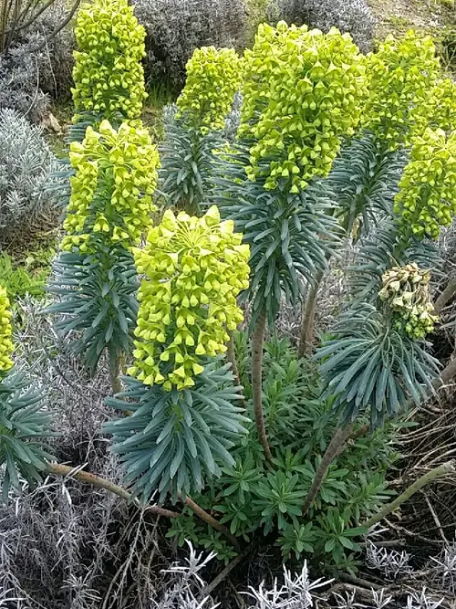 Euphorbia characias subsp. wulfenii 'Lambrook Gold'