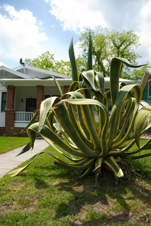 アオノリュウゼツラン黄覆輪 (Agave americana 'Variegata') - PictureThis