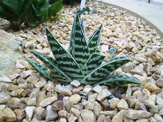 Tiger-Aloe - Gonialoe variegata (Pflege, Merkmale, Blume, Bilder)