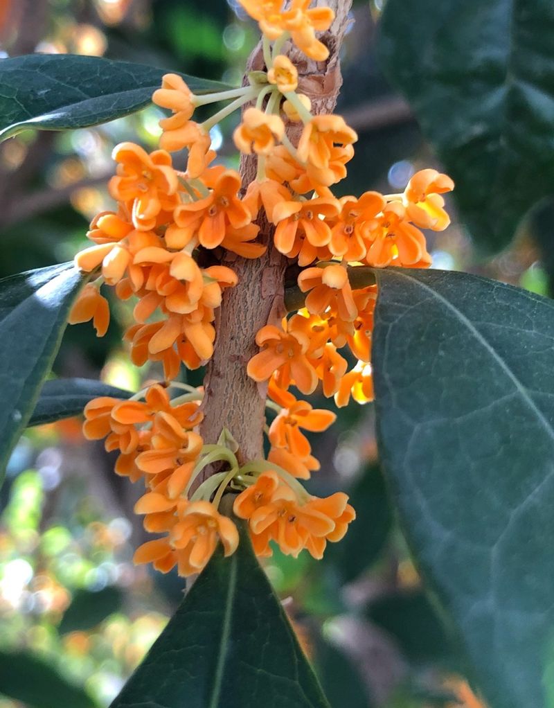 Explorando los Beneficios y Usos de Osmanthus fragrans var