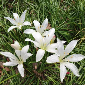 So identifizierst du Zephirblumen (Zephyranthes)