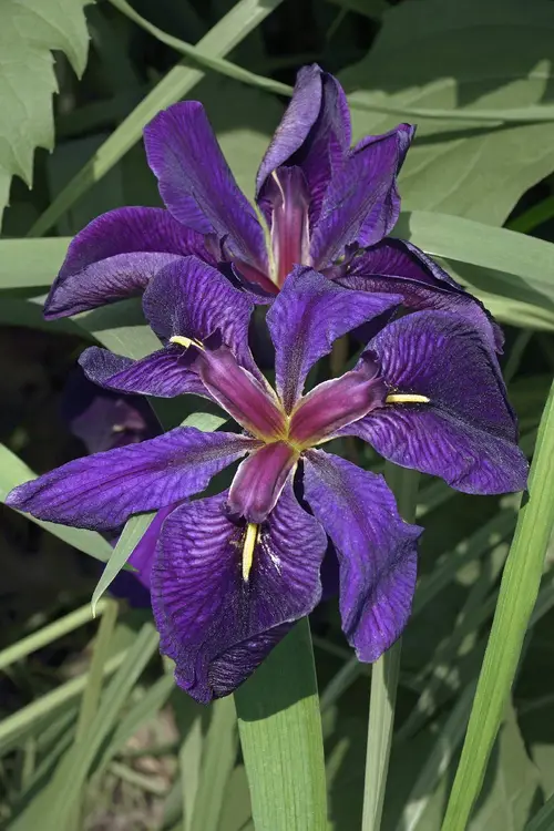 Irises 'Black Gamecock'