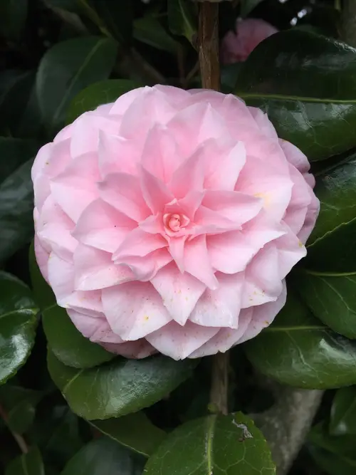 Japanese camellia 'Souvenir de Bahuaud'