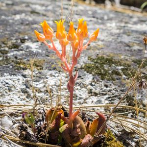 How to Grow and Care for Canyon live-forever