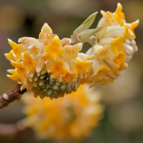 Edgeworthia chrysantha