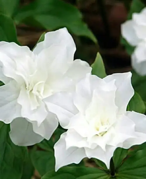 White trillium 'Flore Pleno'