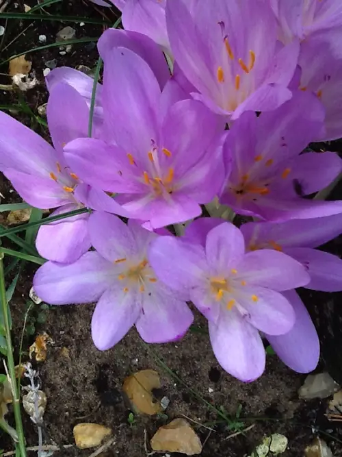 Colchicum autumnale 'The Giant'