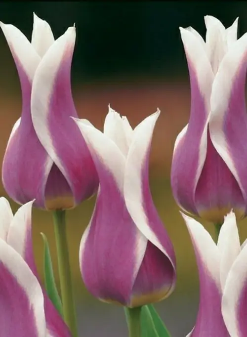 Tulips 'Ballade'