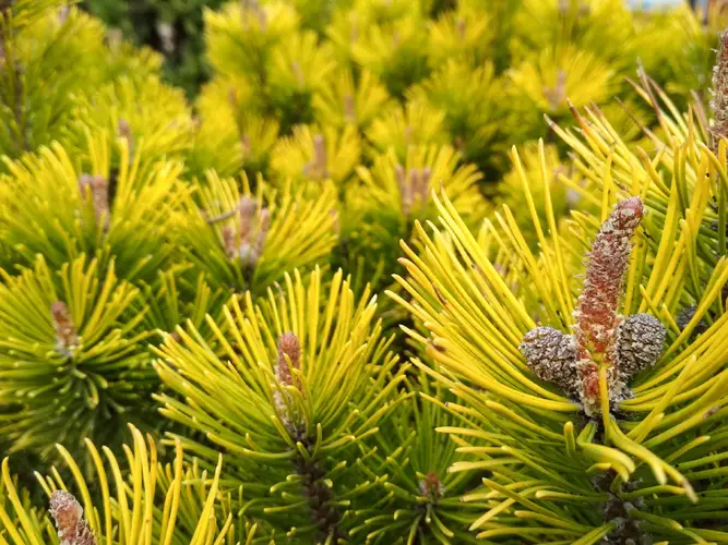Mugo pine 'Winter Gold'