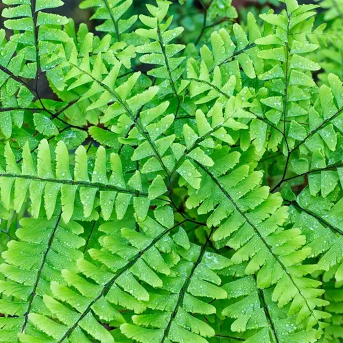クジャクシダ(孔雀羊歯) (Adiantum pedatum) 花言葉,毒性,よくある質問 - PictureThis