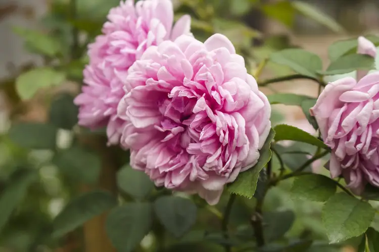 Cabbage rose 'Muscosa'