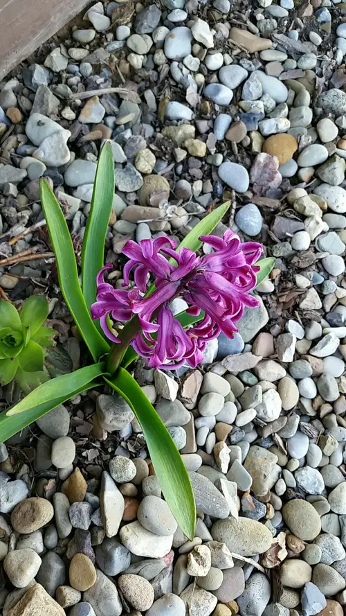 Hyacinthus orientalis 'Purple Star'