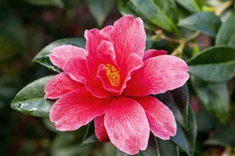 Camellia × williamsii 'Freedom Bell'
