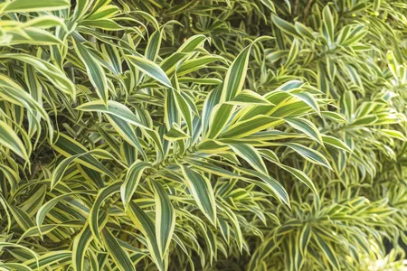 Song of india 'Song of India' - Dracaena reflexa 'Song of India' (Care,  Characteristics, Distribution, Images)
