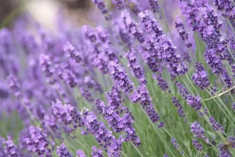 English lavender 'Lavenite Petite'
