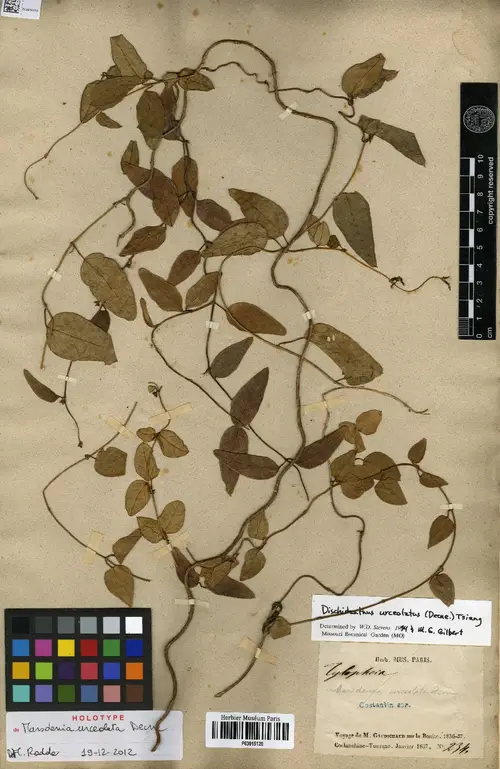 Dischidanthus urceolatus