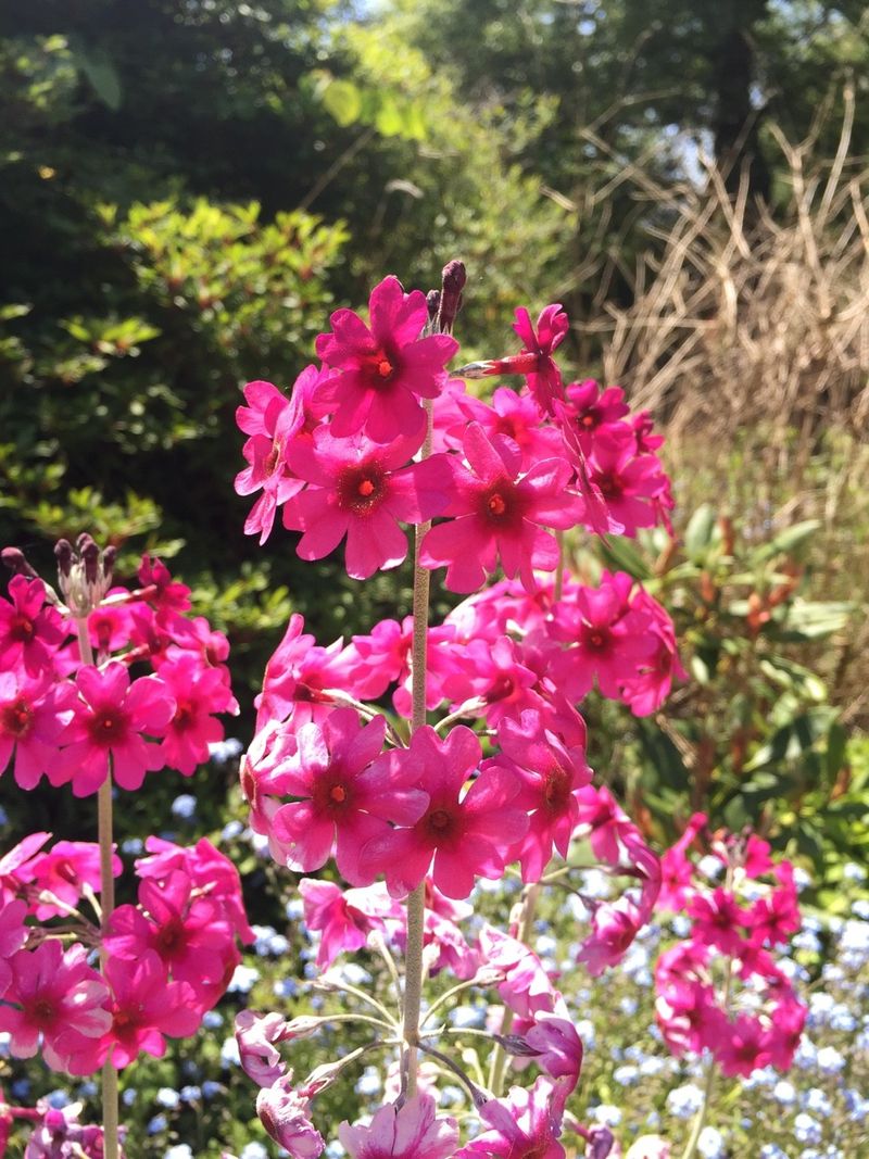 Optimal Sunlight for Mealy primrose: A Comprehensive Guide
