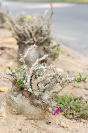 Wie man Madagaskarpalme anbaut und pflegt