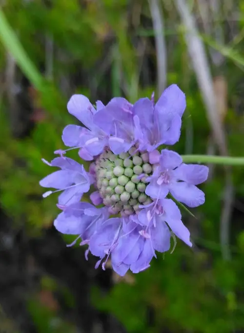 灰藍盆花