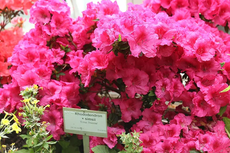 Red azalea - Rhododendron simsii (Care, Characteristics, Flower, Images)