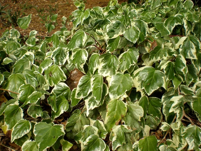 glücksfeder bedeutung Glücksfeder - Zamioculcas zamiifolia main image 1
