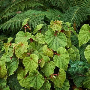 ceropegia woodii f. variegata Ceropegia woodii variegata – Foliage Factory main image 1