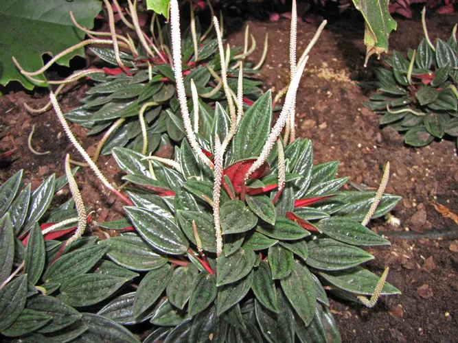 entretien plante ananas Ananas comosus en pot, décor tropical facile main image 1