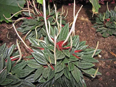 How to Grow and Care for Emerald ripple peperomia