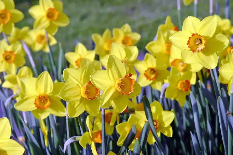 Daffodils 'Pinza'