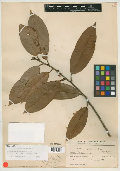 Ecclinusa guianensis