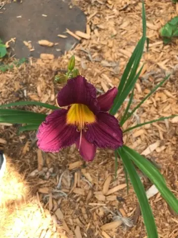 Daylilies 'Purple de Oro'