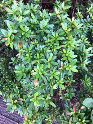 Rhododendron kanehirae - Rhododendron kanehirae (Taxonoma,  Caractersticas, Flor, Imgenes)