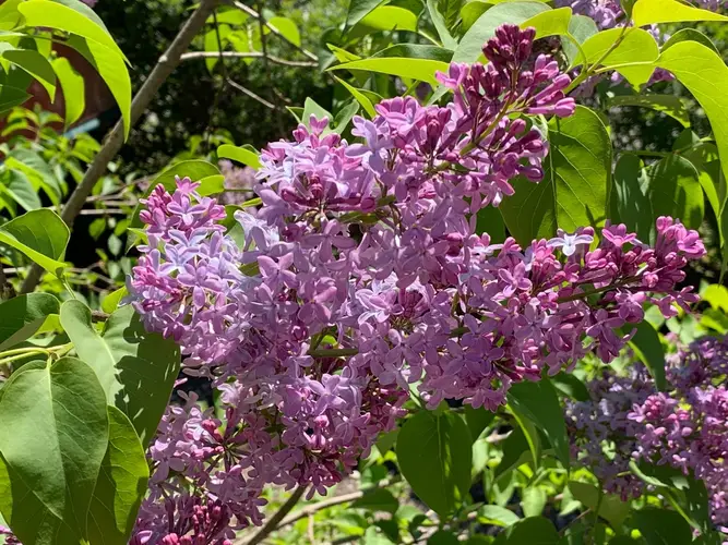 Lilacs 'Esther Staley'